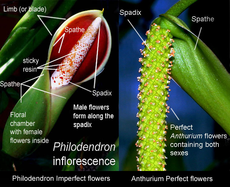 Male And Female Flower Parts Parts Of A Flower L O Understand The Structure And Function Of 0973